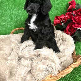 Poodle Puppies from QaeQae Pups