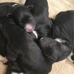 Springerdoodle Puppies from 64 Farm
