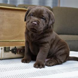 Labrador Retriever Puppies from Camden's Caring Canines