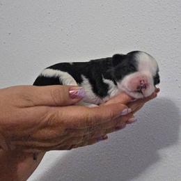 Boy 1 - Black and white male Shihpoo puppy in Eldon, Missouri from B&B Designer Shihpoo’s