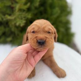 Silver - Dark golden male Golden Retriever puppy in Utah from Deseret Peak Goldens