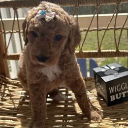 Harbor - Red  female Goldendoodle puppy in Camden, North Carolina from Oopsie Doodles of NC
