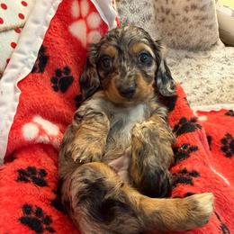 Erin (3500) - Dapple male Dachshund puppy in Hensley, Arkansas from The Dachshund Barn