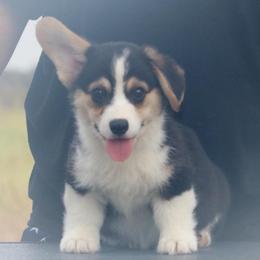 Outlaw - Black and tan male Pembroke Welsh Corgi puppy in West, Texas from Rustic Spur Kennel
