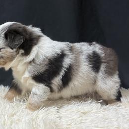 Miniature Australian Shepherd Puppies from Peace Creek Aussies