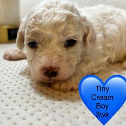 Chester - Parti male Poodle puppy in Mineral Wells, Texas from S.H.A.R.P.’s Toy Poodles