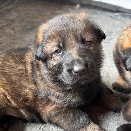 Twix - Sable female German Shepherd puppy in Salem, Virginia from Vom Kylohaus German Shepherds