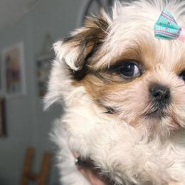 Girl 1 (only one) pending - Tricolor female Shih Tzu puppy in Marion County, Tennessee from Jenkins Puppy Paradise