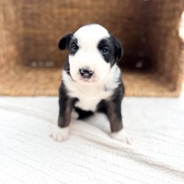 Bucky - Black tri-color male Australian Shepherd puppy in Unionville, Iowa from Soap Creek Kennels