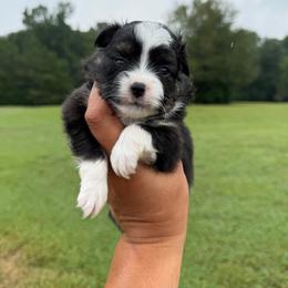 Chocolate - Black tri male Toy Australian Shepherd puppy in Blacksburg, South Carolina from Rustic Rose Toy Australian Shepherds