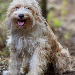 Champ - Bordoodle