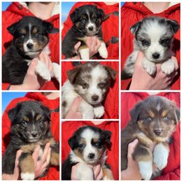 Australian Shepherd, Miniature American Shepherd, and Miniature Australian Shepherd Puppies from Painted Blue Aussies