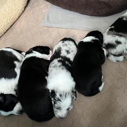 Border Collie Puppies from Roaring River Border Collies
