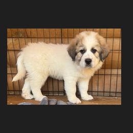 Val-Black - White and badger female Great Pyrenees puppy in Clarksville, Tennessee from Easter Acres