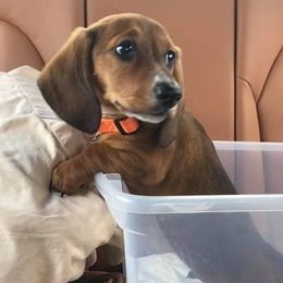 Dachshund Puppies from Long Dogs Yellow Farm