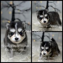 The Other Mother - Black and white female Pomsky puppy in Rossville, Georgia from Scenic City Pomskies