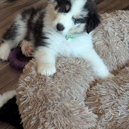 Midnight - Blue merle male Australian Shepherd puppy in Colfax, California from Gypsy's Charm Australian Shepherds