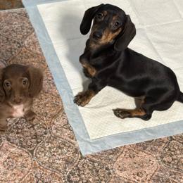 Rapunzel 2360 - Black and tan female Dachshund puppy in Gatesville, Texas from Emily’s Doxie Domain