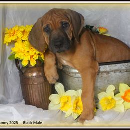 Black Male - Rd whtn blk nose male Rhodesian Ridgeback puppy in Caldwell, Texas from Mardi Gras Rhodesian Ridgebacks