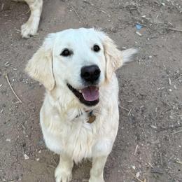 Golden Retriever puppies from Sunshine Mountain Retrievers