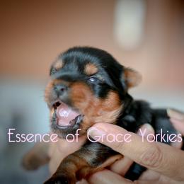Yorkshire Terrier Puppies from Essence of Grace Yorkies