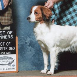 Nederlandse Kooikerhondjes from Winsome