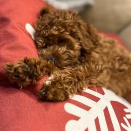 Poodles from Lil’ Bits and Lil’ Beans