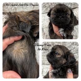 Tommy - Red male Shih Tzu puppy in Maize, Kansas from Air Capital Shih Tzu Puppies