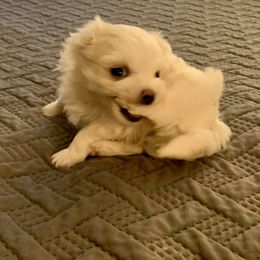 Maltese Puppies from Hummingbird Fields