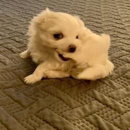 Maltese Puppies from Hummingbird Fields