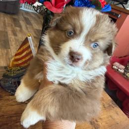 Marcellina - Red tri female Miniature Australian Shepherd puppy in Taylor, Arizona from Holy Ghost Ranch, Inc