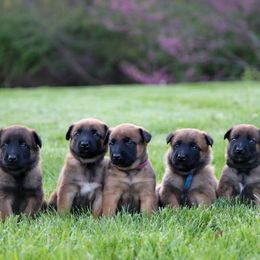 Belgian Malinois puppies from Grit & Grace Malinois