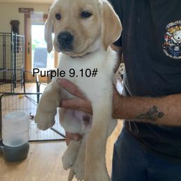 Labrador Retriever Puppies from Cary’s Buck Creek Retrievers
