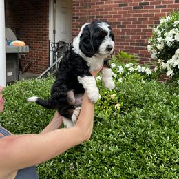 Bernedoodle Puppies from Palmetto Bernedoodles Boutique
