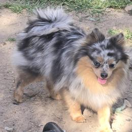Indie - Pomeranian