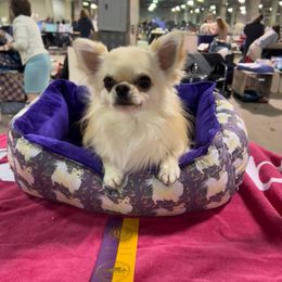 Sammie - Chihuahua