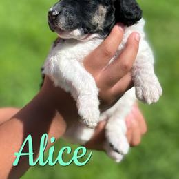 Alice - Parti female Poodle puppy in Independence, Kansas from Malone Standard Poodles
