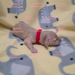 Red girl - Cream female Dachshund puppy in Sour Lake, Texas from Rigdon's dachshunds