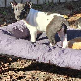 Rat Terrier Puppies from Cryptic Rat Terriers