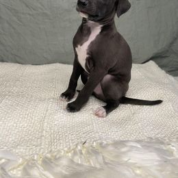 Italian Greyhound Puppies from Kentucky Greyhounds
