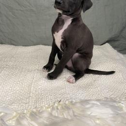 Italian Greyhound Puppies from Kentucky Greyhounds