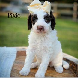Pixie - Parti female Double Doodle puppy in Cleveland, Tennessee from Edgewater Doodles & Designer Pups