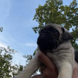 Motley - Fawn male Pug puppy in Milam, West Virginia from Vaubel Country Pugs