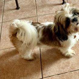 Lady - Shih Tzu