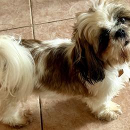 Lady - Shih Tzu