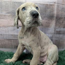 Cha -cha - Merle female Great Dane puppy in Bay City, Michigan from Monarch Danes
