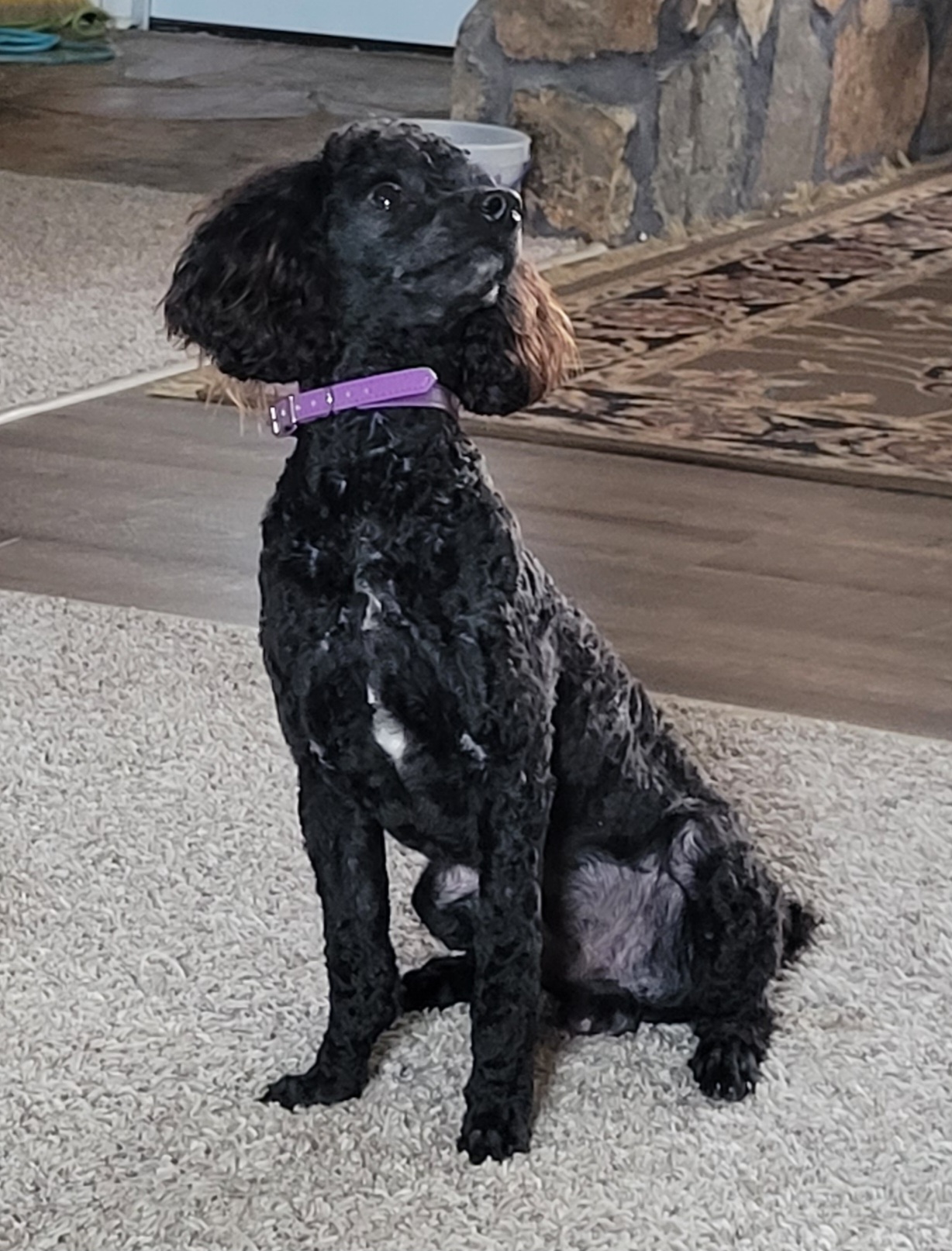 Poodles from Blue Eye Hills