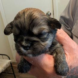 Kane - Brindle male Lhasa Apso puppy in Fort Worth, Texas from Cynthia's Lhasa Apsos