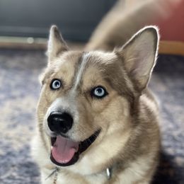 Maxwell - Pomsky