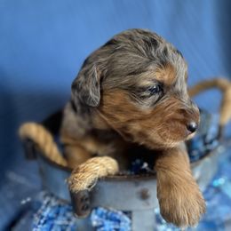 Vixen - Blue merle female Aussiedoodle puppy in Lodi, California from KJ Doodles